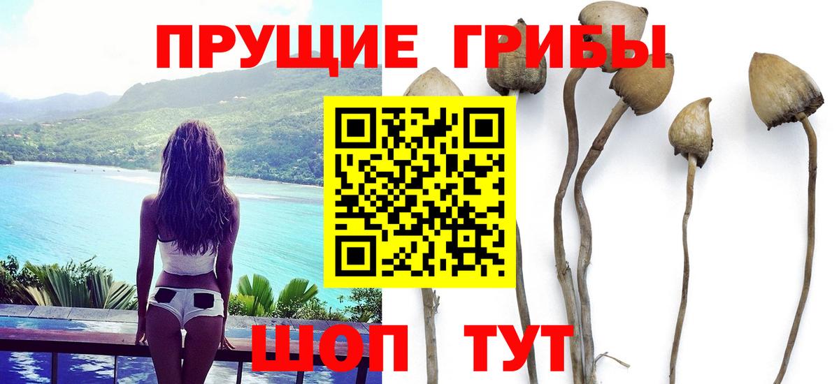 Галлюциногенные грибы Cubensis Димитровград